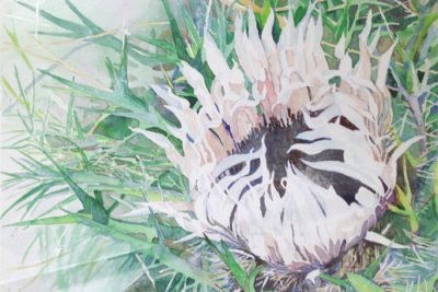 FCCA Regional Show August 2015